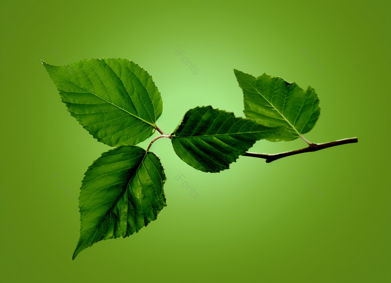 绿色渐变背景新鲜树叶色彩太阳物体绿色多叶阳光医学植物学,高清,摄影图,摄影图片,图片大全,摄影图免费下载